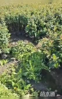 高度25厘米姜荷花