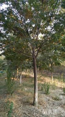 20公分榉树