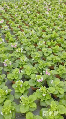 高度10厘米大花樱草