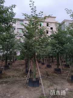 10公分美丽异木棉