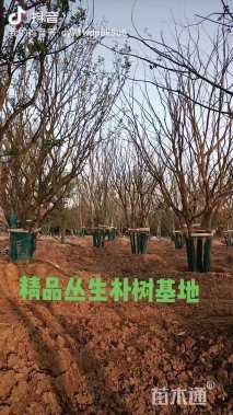 90公分丛生朴树