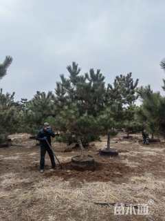 高度3000厘米黑松