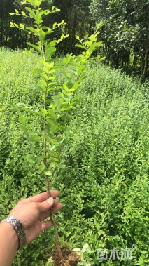 高度60厘米小叶女贞小苗