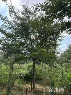 6公分染井吉野樱