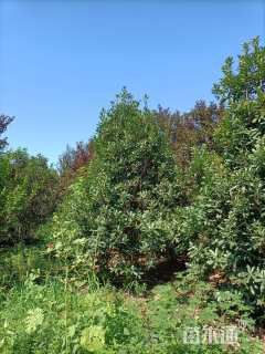 高度400厘米中华石楠