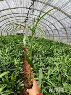 裸干高10厘米棕竹