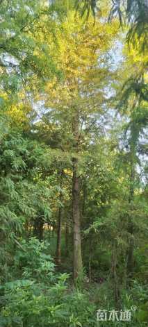 13公分墨西哥落羽杉