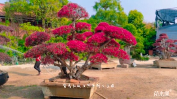 高度150厘米红花继木