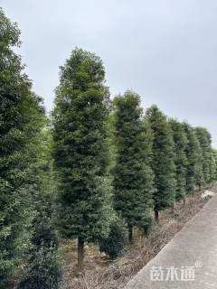 25公分金丝楠木