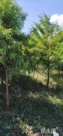 3公分北美落羽杉