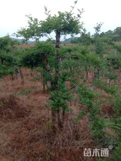 8公分造型对节白蜡