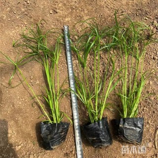 高度35厘米风车草