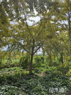 27公分嫁接银杏