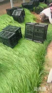 高度25厘米紫穗狼尾草