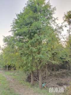 11公分北美落羽杉