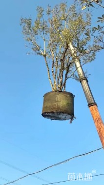 高度250厘米穗花牡荆