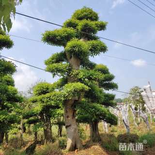 30公分造型杜英