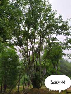 70公分丛生朴树