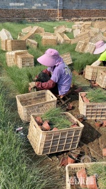 高度35厘米粉黛乱子草