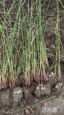 高度100厘米花叶水葱