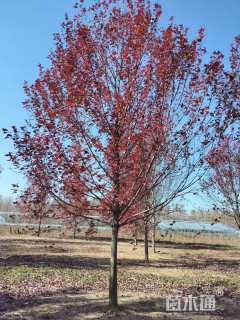 15公分美国红枫-红冠