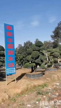 50公分造型女贞