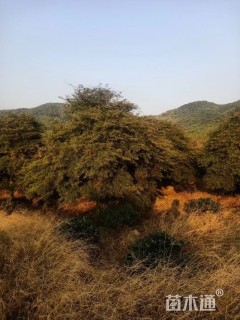 高度250厘米羽毛枫