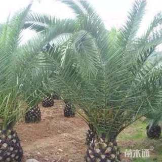 裸干高150厘米加拿利海枣