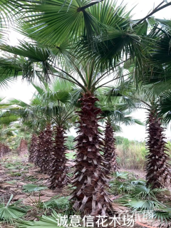 容器苗华盛顿棕榈