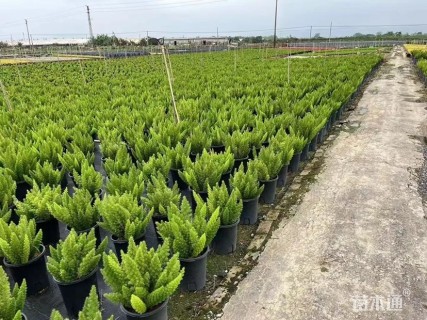 高度25厘米狐尾天门冬