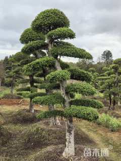 20公分造型榆树