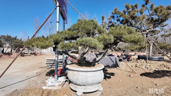 高度500厘米黑松