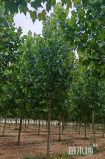 13公分速生法桐