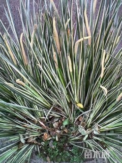 高度35厘米银边石菖蒲