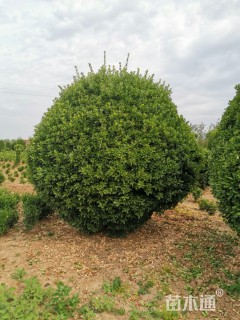 冠幅300厘米大叶黄杨球