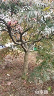 高度450厘米羽毛枫