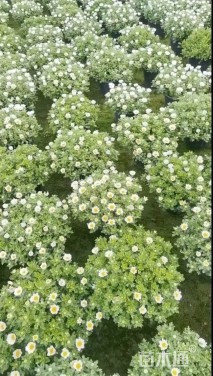 高度25厘米白花珀菊