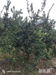 高度300厘米柑橘