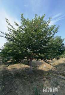 16公分染井吉野樱