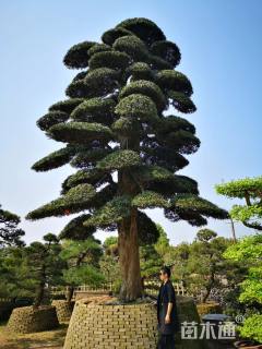 80公分造型罗汉松