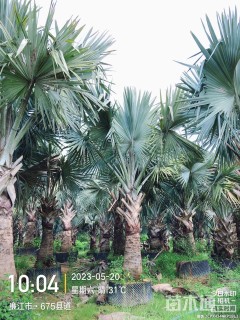 裸干高200厘米霸王棕