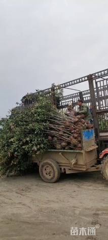 2.5公分红叶石楠