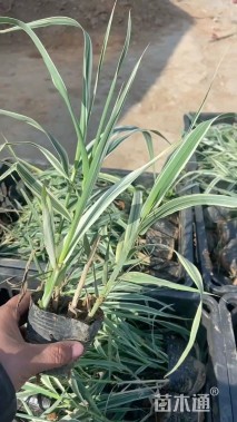 高度35厘米花叶芦竹