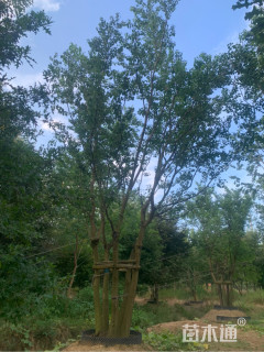 12公分丛生乌桕