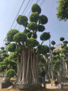 2000公分造型小叶榕