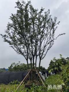 10公分(1杆)丛生朴树