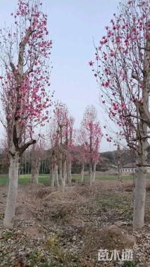 50公分红花玉兰