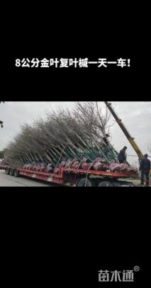 10公分金叶复叶槭