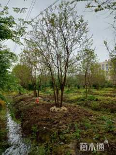 40公分丛生乌桕