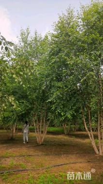 高度700厘米丛生河桦